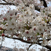 シロクマ