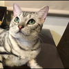 ウィリー