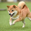 犬 