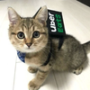 しおから