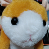 ハムハムさん！🐹🐹