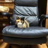 くろ