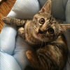 ねこ🐱