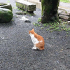 てつねこ