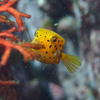 Diver-A