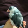 ひまん坊🐥🌻