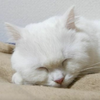 シン