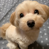 🐶にゅう🐶