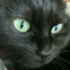 黒美猫🍜🐈‍⬛🍰