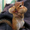 🐿のグッズほしいな