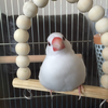 鳥さん