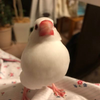 文鳥愛好家🕊