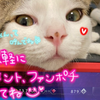 猫好き