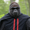 🍌道の駅たんたん🦍