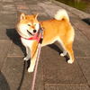 とみやん。🐺🌿