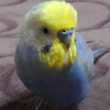 totee