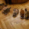 キョロキチ