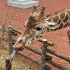 キリンさん🦒#首がシュッ