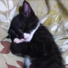 ゆうやパパ