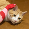まほぴ
