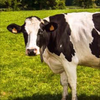 ぽっ🐄