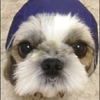 あんころもち🐶