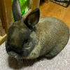 たかぴょんᙏ̤̱
