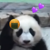 💜‪🍘‬楓(ふう)ちゃんのりんご🐼🍎
