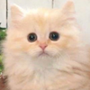 みみみ