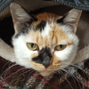 きなこ