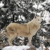 冬狼 雪🐺❄️