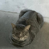 おはようございますこうやさんだよ