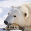 しろくま🐻‍❄️
