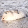 金沢のイキリ金魚