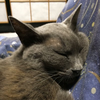 むらさき