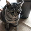 猫好き