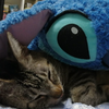 化猫