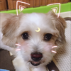 プリン🍮
