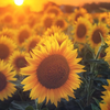 ひまわりん🌻