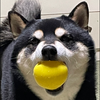 わをん🔔🌱