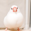 🎸🧸🐻‍❄🍼🐈💕文鳥のミル君🐣🐾☀🗽🐶🍫