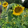 🌻👼