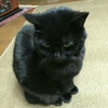 ゾロ