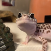 まくちゃん