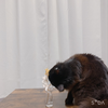 こうき