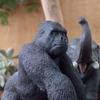 🌿ゴ・リラゴ・リ・ラゴ・リラ🦍