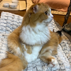 ひな