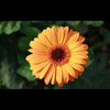 あき🌻🌻🌻