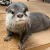 マンマンバナナ
