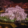 滝桜